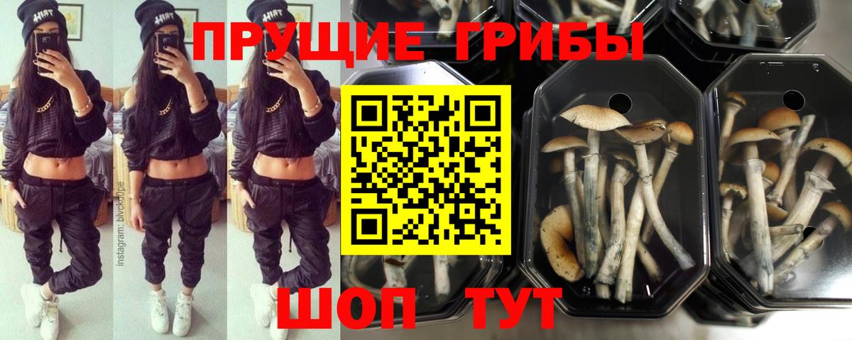 Галлюциногенные грибы Psilocybe  Вход с VPN  Дмитров 